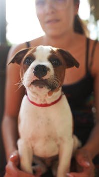 Quelles sont les informations essentielles à connaître pour utiliser les colliers de dressage ?